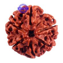 Load image into Gallery viewer, 6 Mukhi Rudraksha from Nepal - Bead No. 52

