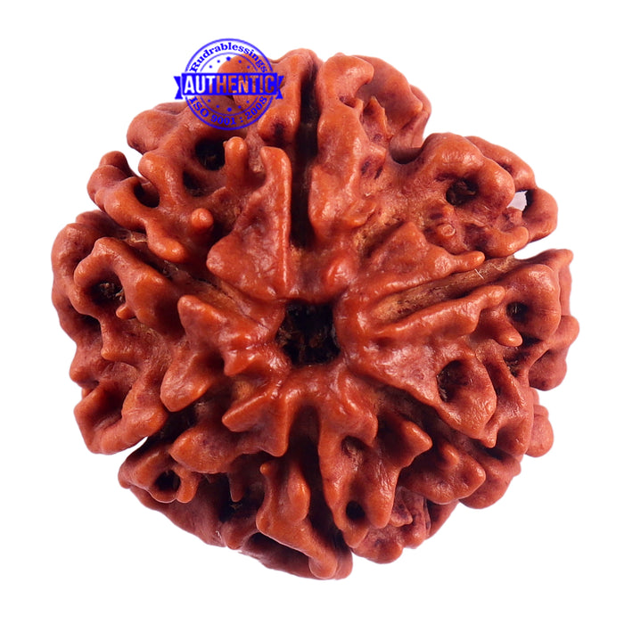 6 Mukhi Rudraksha from Nepal - Bead No. 52