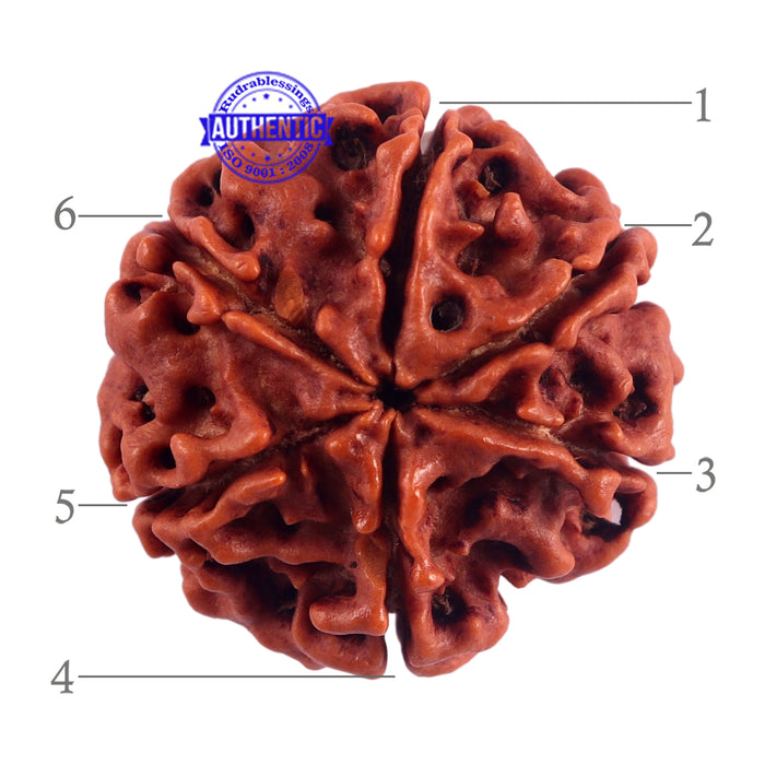 6 Mukhi Rudraksha from Nepal - Bead No. 52