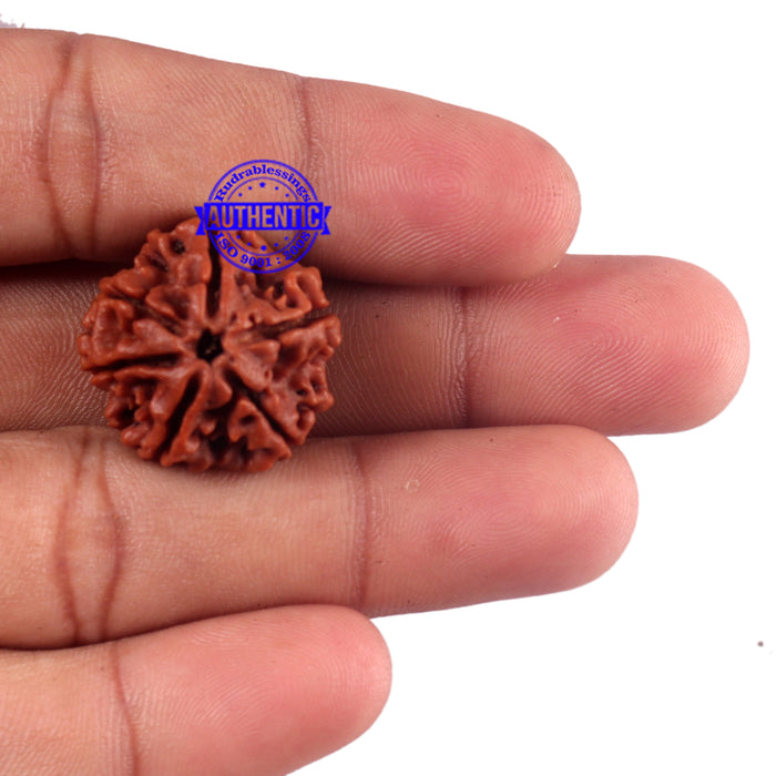 6 Mukhi Rudraksha from Nepal - Bead No. 53