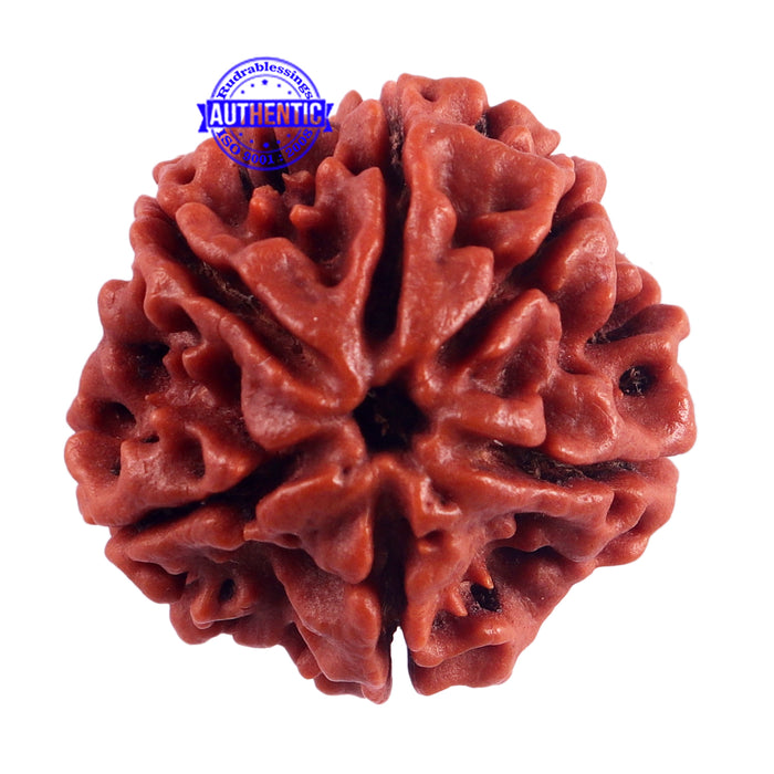 6 Mukhi Rudraksha from Nepal - Bead No. 53
