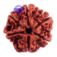 Load image into Gallery viewer, 6 Mukhi Rudraksha from Nepal - Bead No. 54
