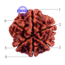 Load image into Gallery viewer, 6 Mukhi Rudraksha from Nepal - Bead No. 54
