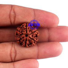 Load image into Gallery viewer, 6 Mukhi Rudraksha from Nepal - Bead No. 42

