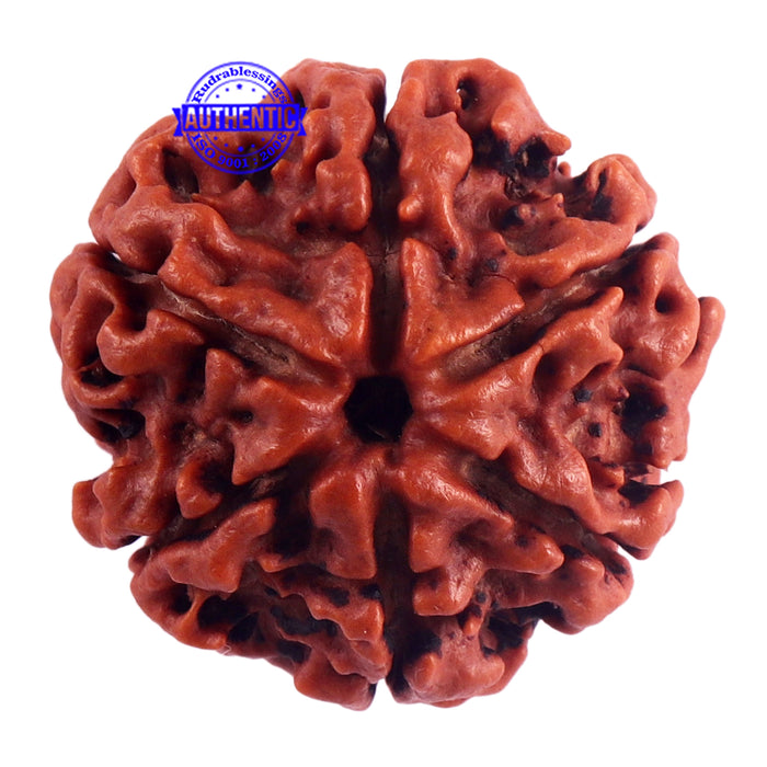 6 Mukhi Rudraksha from Nepal - Bead No. 42