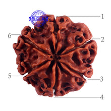 Load image into Gallery viewer, 6 Mukhi Rudraksha from Nepal - Bead No. 42
