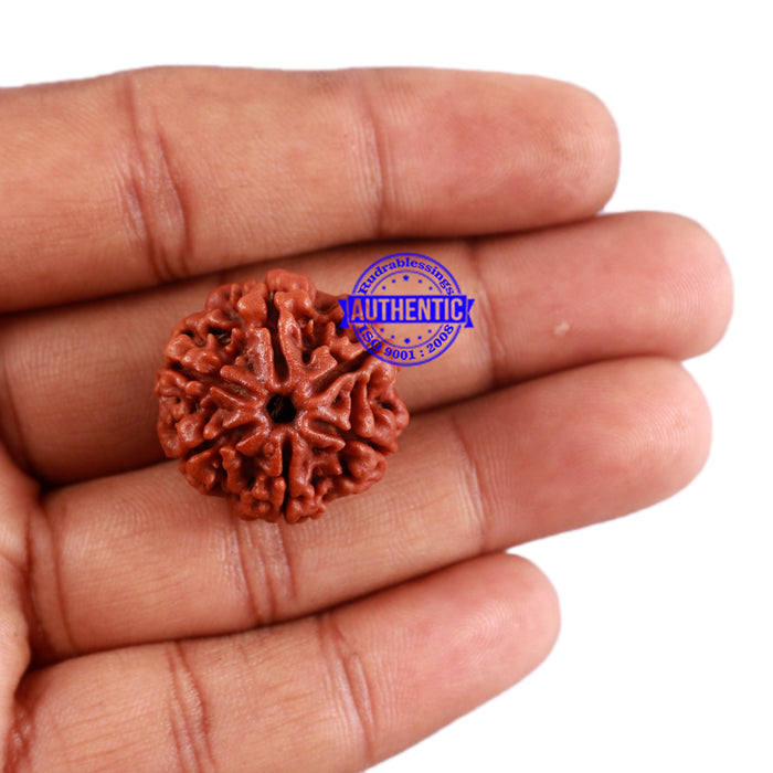 6 Mukhi Rudraksha from Nepal - Bead No. 28