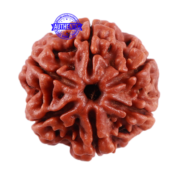 6 Mukhi Rudraksha from Nepal - Bead No. 28