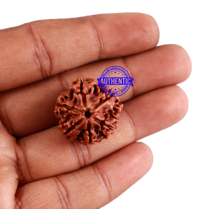 6 Mukhi Rudraksha from Nepal - Bead No. 26