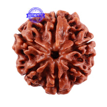 Load image into Gallery viewer, 6 Mukhi Rudraksha from Nepal - Bead No. 26

