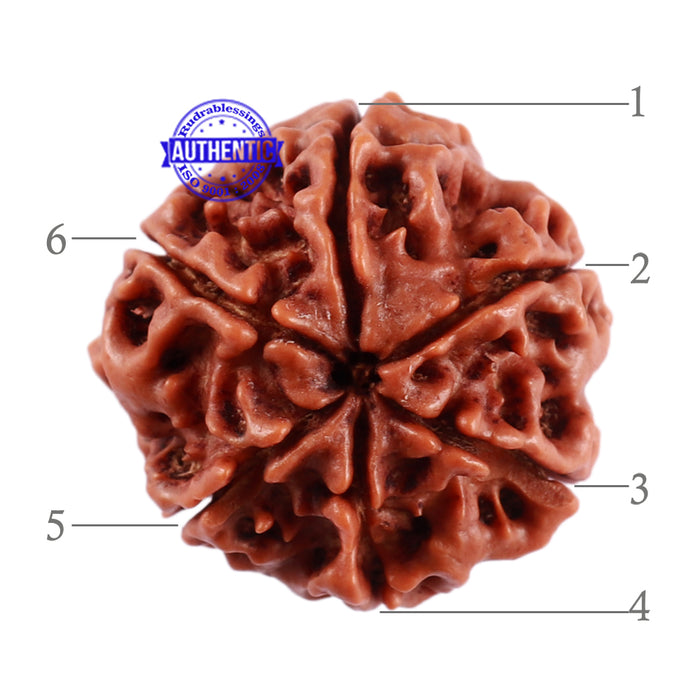 6 Mukhi Rudraksha from Nepal - Bead No. 26