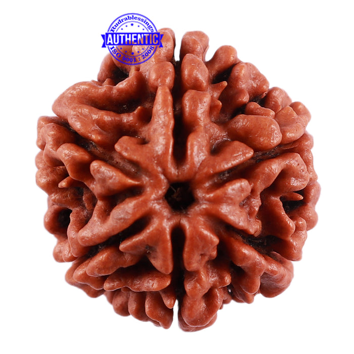 6 Mukhi Rudraksha from Nepal - Bead No. 27
