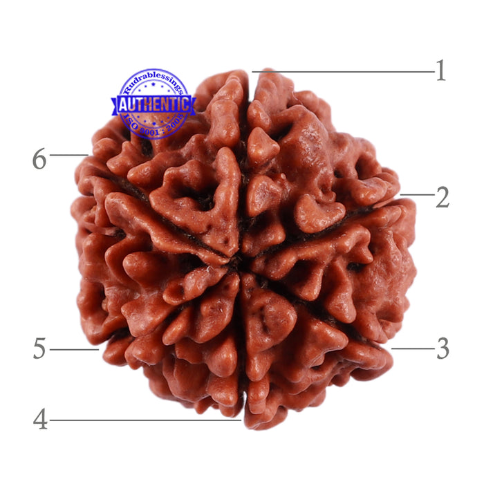 6 Mukhi Rudraksha from Nepal - Bead No. 27