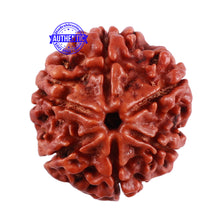 Load image into Gallery viewer, 6 Mukhi Rudraksha from Nepal - Bead No. 29
