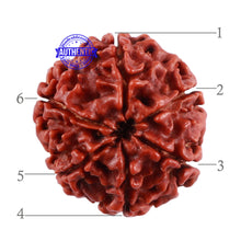 Load image into Gallery viewer, 6 Mukhi Rudraksha from Nepal - Bead No. 29
