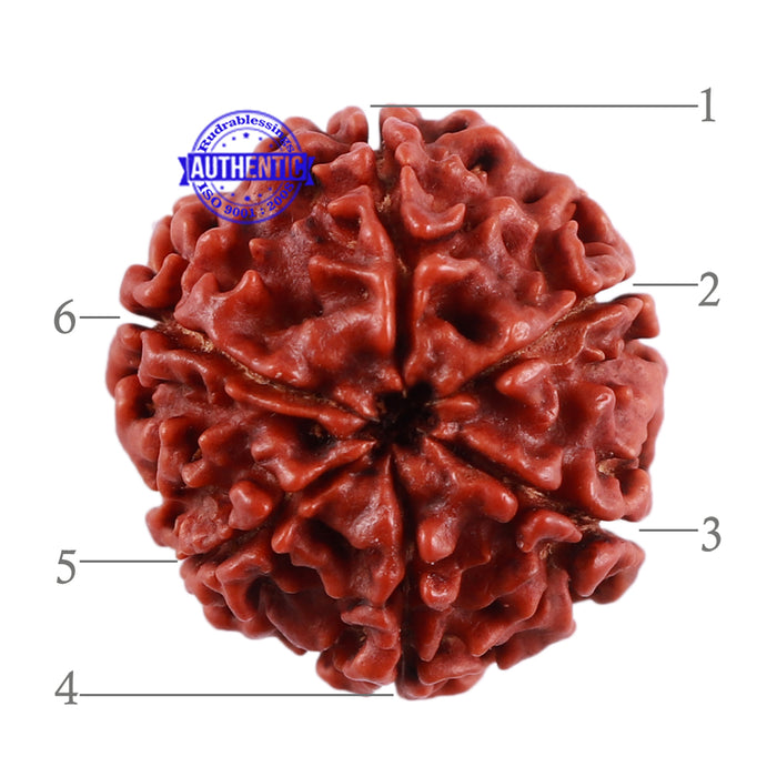 6 Mukhi Rudraksha from Nepal - Bead No. 29