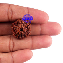 Load image into Gallery viewer, 6 Mukhi Rudraksha from Nepal - Bead No. 43
