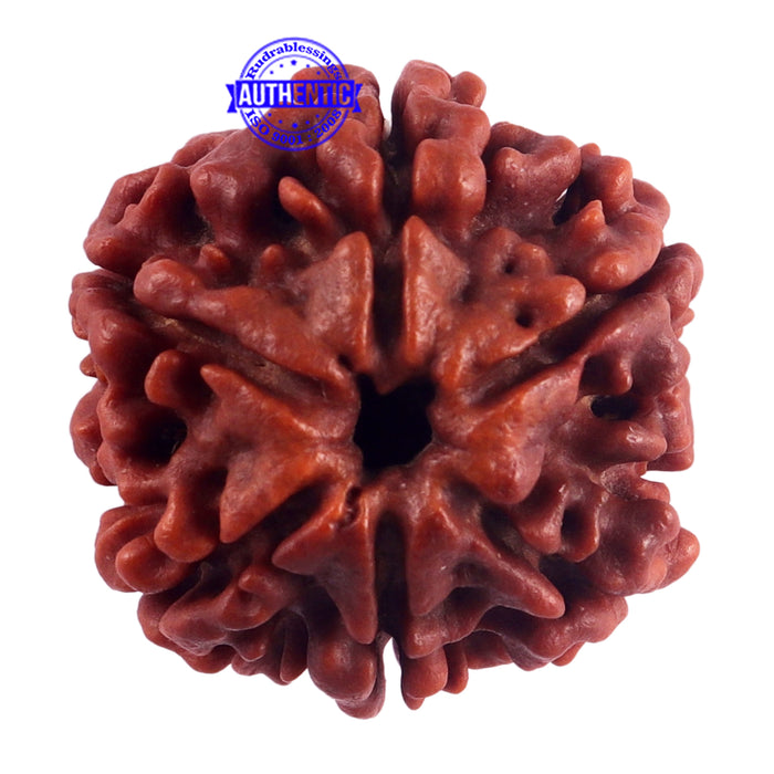 6 Mukhi Rudraksha from Nepal - Bead No. 43
