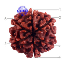 Load image into Gallery viewer, 6 Mukhi Rudraksha from Nepal - Bead No. 43
