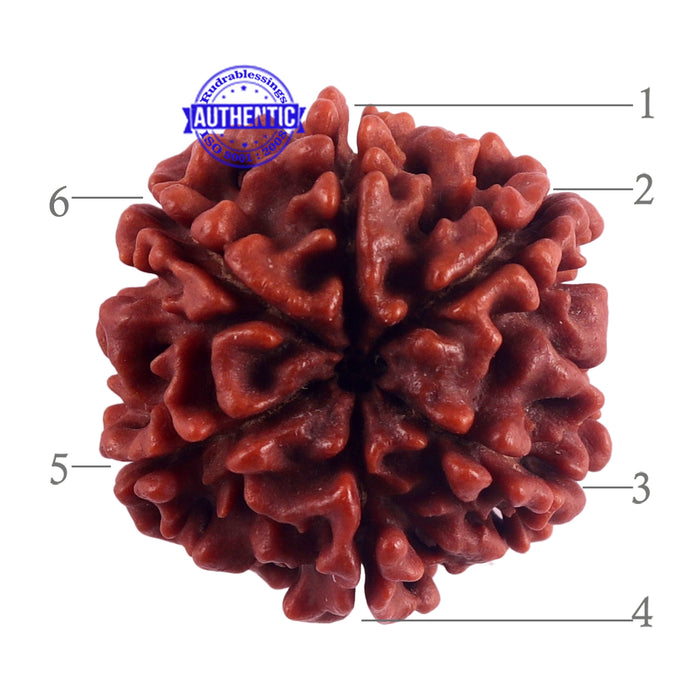 6 Mukhi Rudraksha from Nepal - Bead No. 43