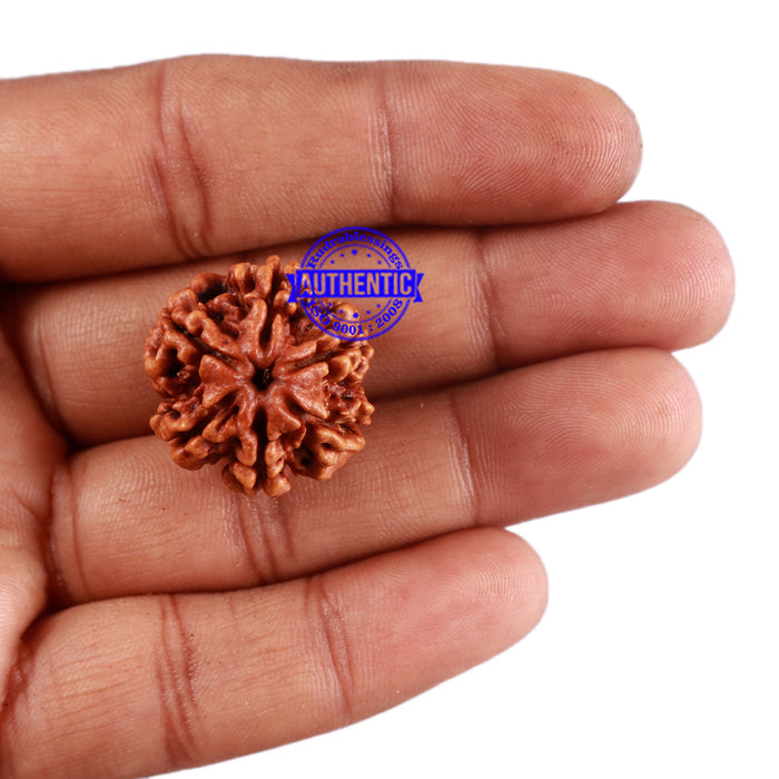 6 Mukhi Rudraksha from Nepal - Bead No. 30