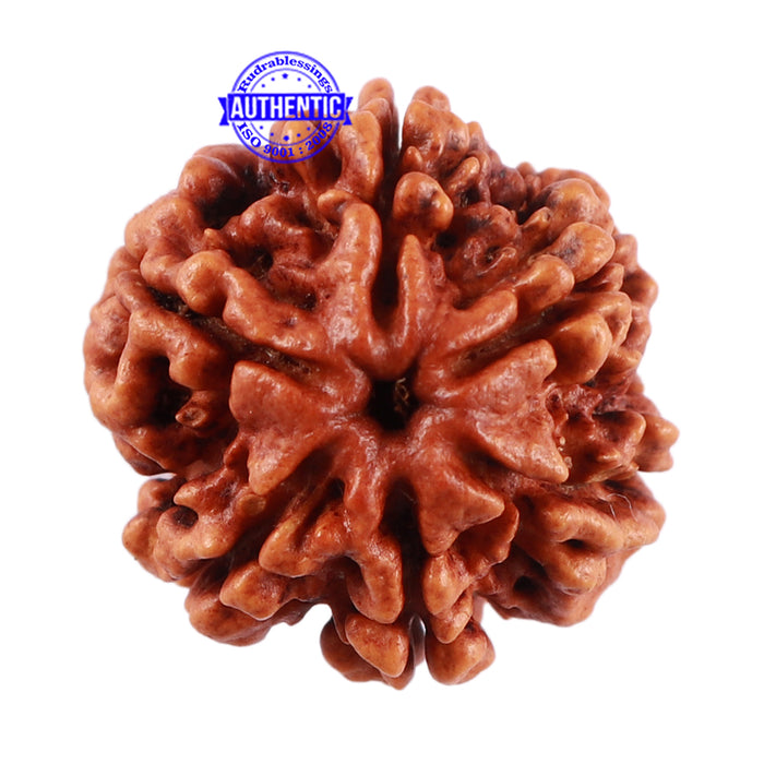 6 Mukhi Rudraksha from Nepal - Bead No. 30