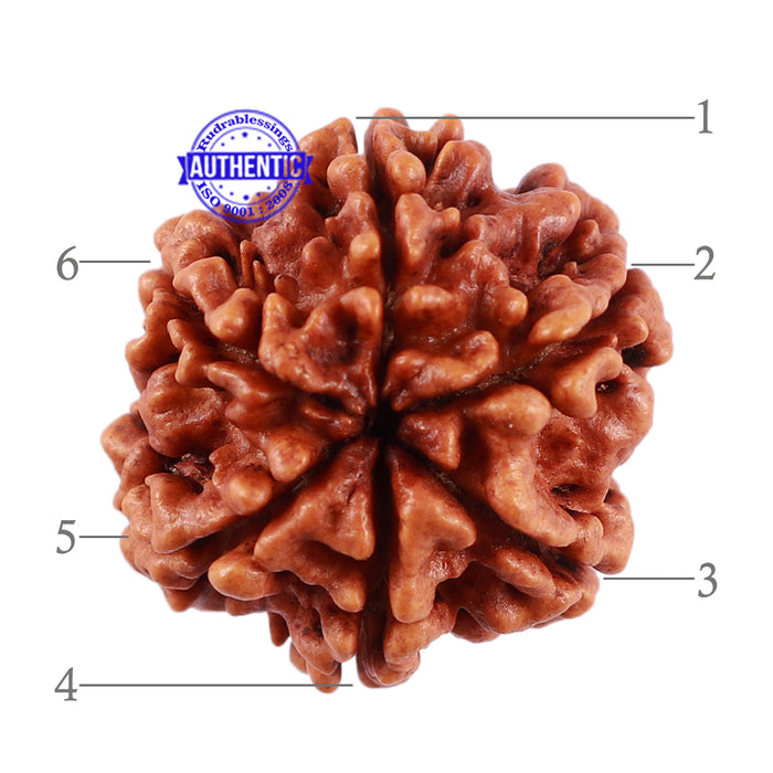 6 Mukhi Rudraksha from Nepal - Bead No. 30