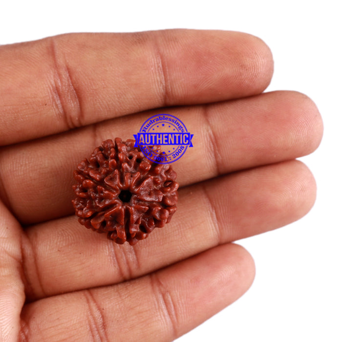 6 Mukhi Rudraksha from Nepal - Bead No. 31