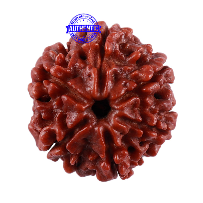 6 Mukhi Rudraksha from Nepal - Bead No. 31