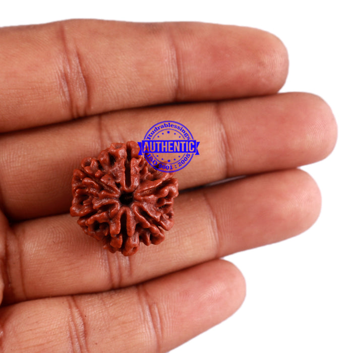 6 Mukhi Rudraksha from Nepal - Bead No. 32