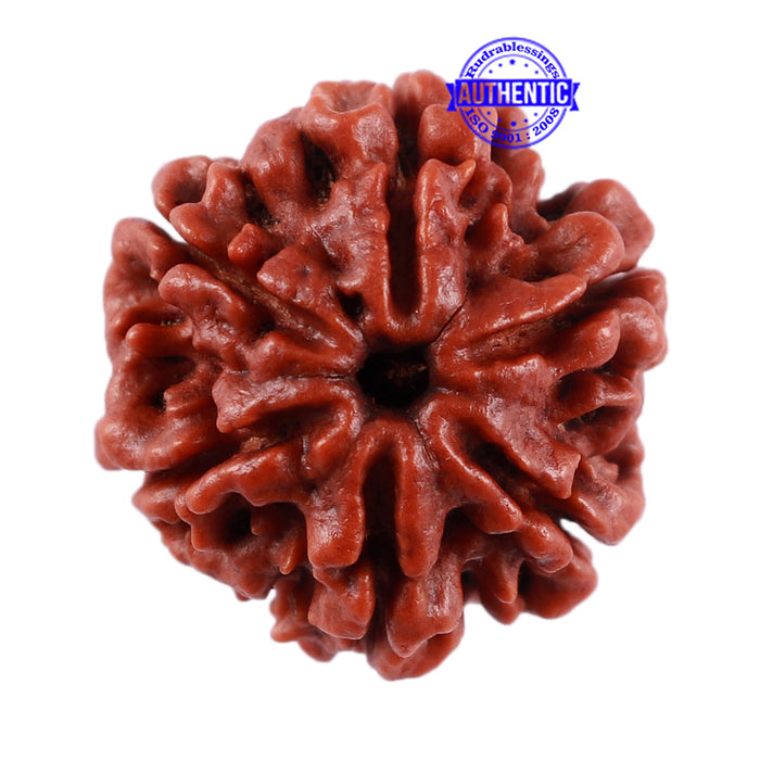 6 Mukhi Rudraksha from Nepal - Bead No. 32