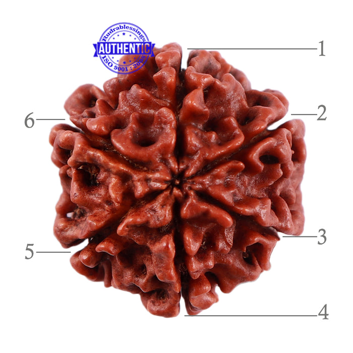 6 Mukhi Rudraksha from Nepal - Bead No. 32