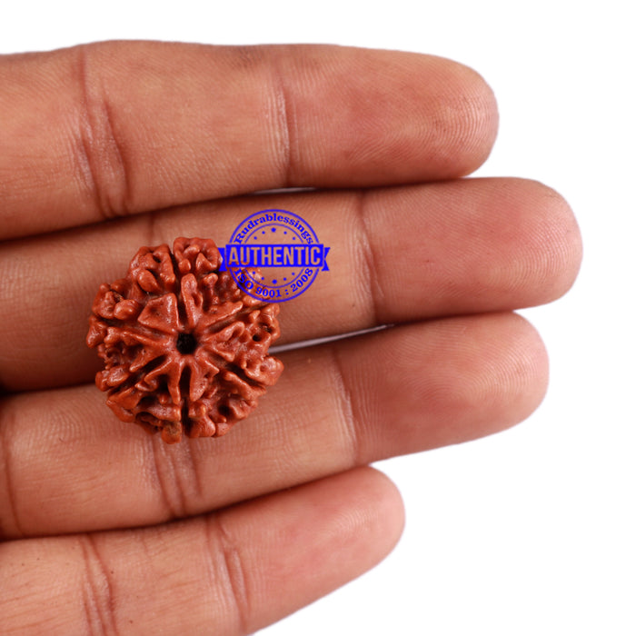 6 Mukhi Rudraksha from Nepal - Bead No. 33