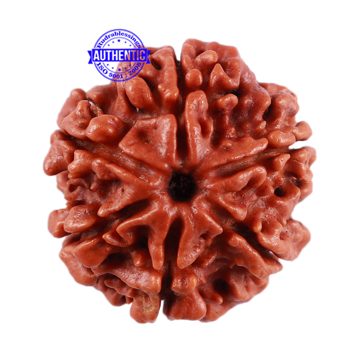 6 Mukhi Rudraksha from Nepal - Bead No. 33