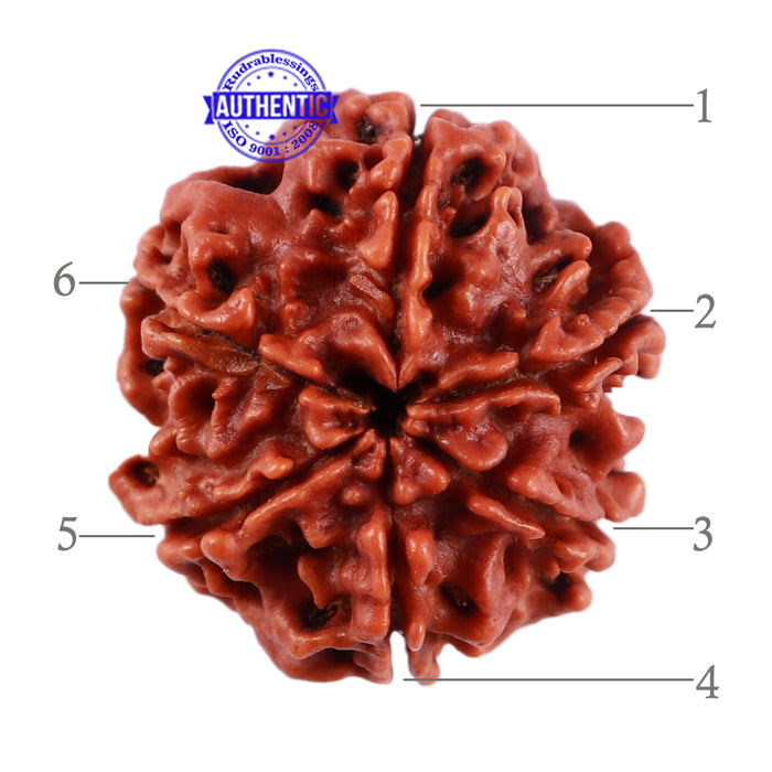 6 Mukhi Rudraksha from Nepal - Bead No. 33