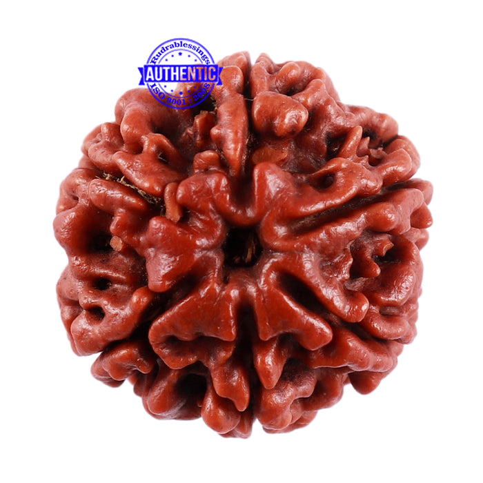 6 Mukhi Rudraksha from Nepal - Bead No. 34
