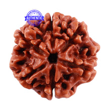 Load image into Gallery viewer, 6 Mukhi Rudraksha from Nepal - Bead No. 35
