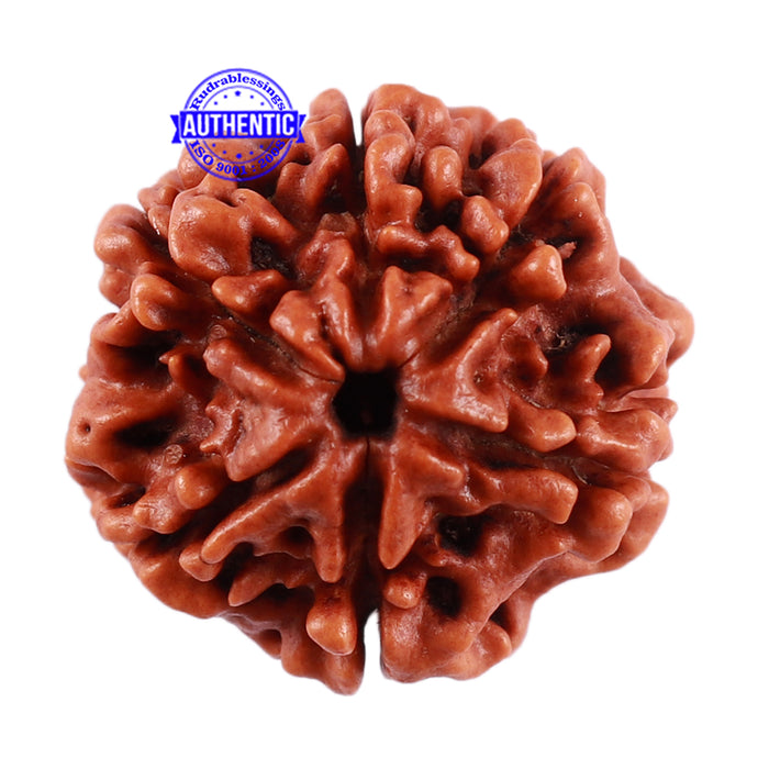 6 Mukhi Rudraksha from Nepal - Bead No. 35