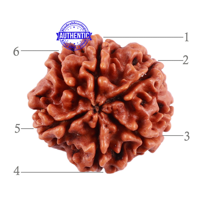 6 Mukhi Rudraksha from Nepal - Bead No. 35