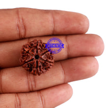 Load image into Gallery viewer, 6 Mukhi Rudraksha from Nepal - Bead No. 36
