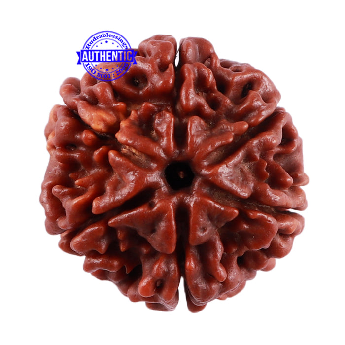 6 Mukhi Rudraksha from Nepal - Bead No. 36