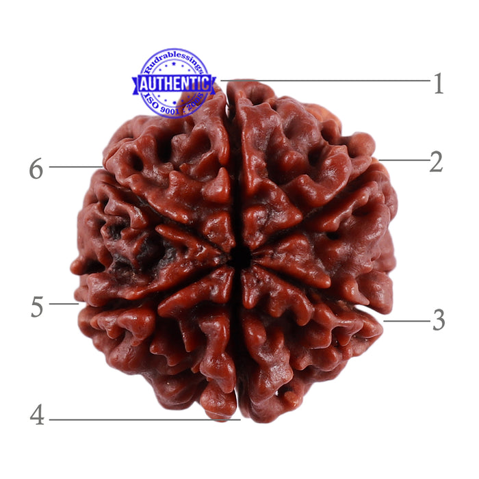 6 Mukhi Rudraksha from Nepal - Bead No. 36