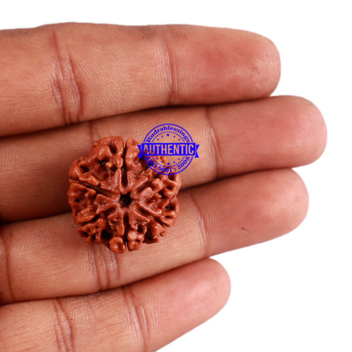6 Mukhi Rudraksha from Nepal - Bead No. 37