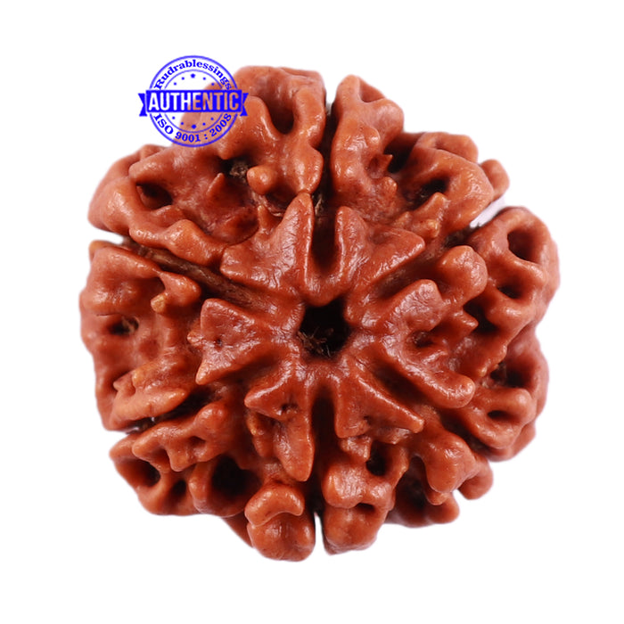 6 Mukhi Rudraksha from Nepal - Bead No. 37