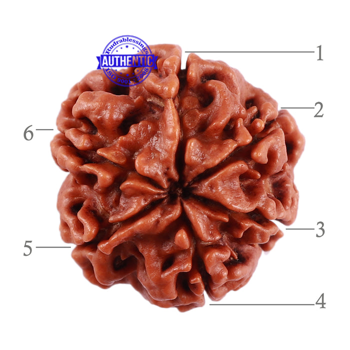 6 Mukhi Rudraksha from Nepal - Bead No. 37