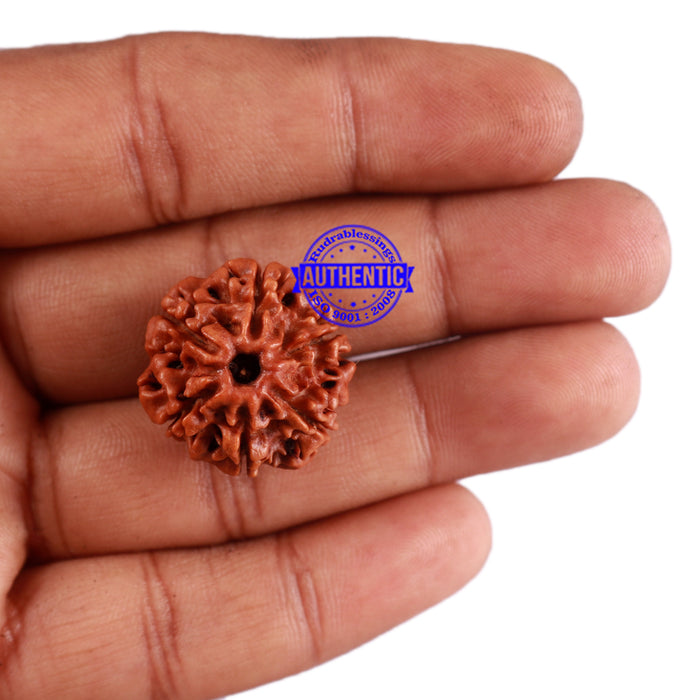 6 Mukhi Rudraksha from Nepal - Bead No. 38