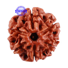 Load image into Gallery viewer, 6 Mukhi Rudraksha from Nepal - Bead No. 38
