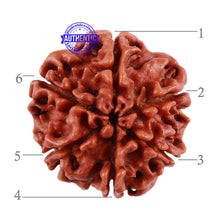 Load image into Gallery viewer, 6 Mukhi Rudraksha from Nepal - Bead No. 38
