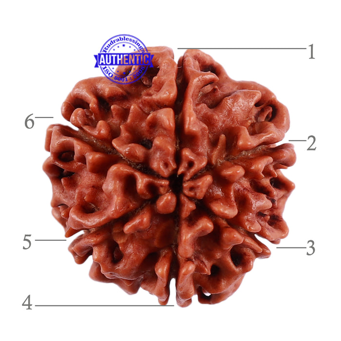 6 Mukhi Rudraksha from Nepal - Bead No. 38