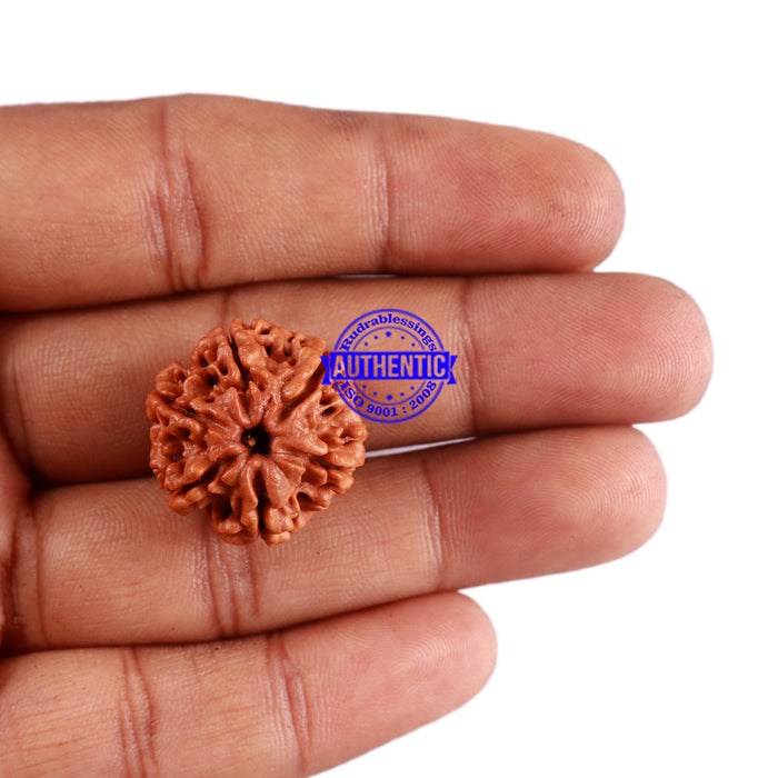 6 Mukhi Rudraksha from Nepal - Bead No. 39